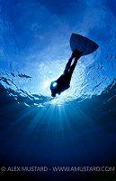 A snorkeller at the surface with a monofin. Dahab, Sinai, Egypt. Gulf of Aqaba, Red Sea.
Model released.