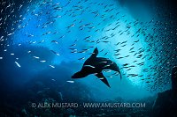 Sea Lion In Schooling Fish. Galapagos