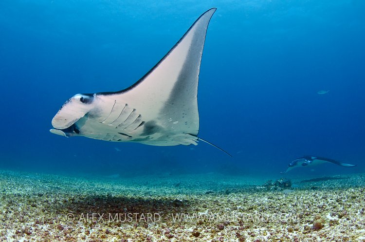 Mantas Over Rubble. Indonesia