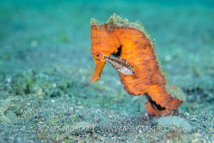 A small bream (Scolopsis  sp.) with an orange, female common seahorse: (Hippocampus kuda) on the seabed. I am not sure if the bream knew that the seahorse was there, but is probably just too large to be eaten by the seahorse. Bitung, North Sulawesi, Indonesia. Lembeh Strait, Molucca Sea.