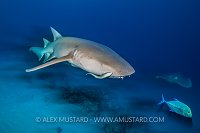 Dusk Dive Action. Maldives