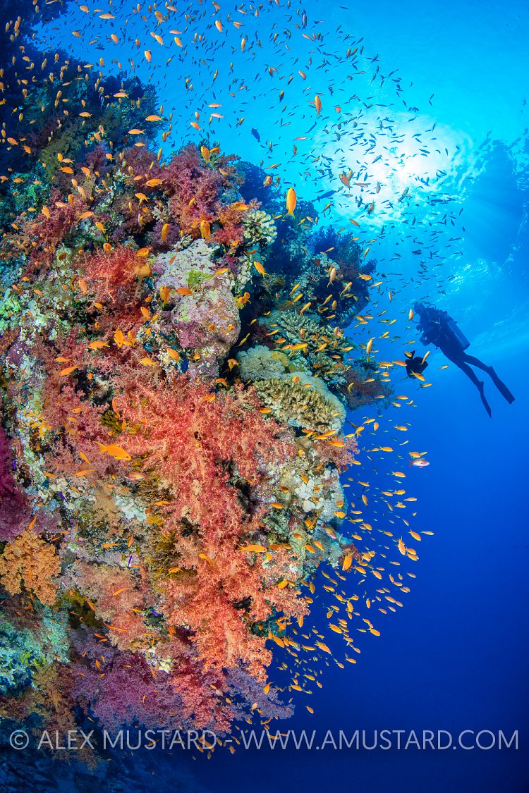 A diver (Jennie Lawson) explores a colourful coral reef with soft corals (soft coral: Dendronephthya sp.) and anthias (scalefin anthias: Pseudanthias squamipinnis). Ras Za’atar, Ras Mohammed National Park, Sinai, Egypt. Red Sea