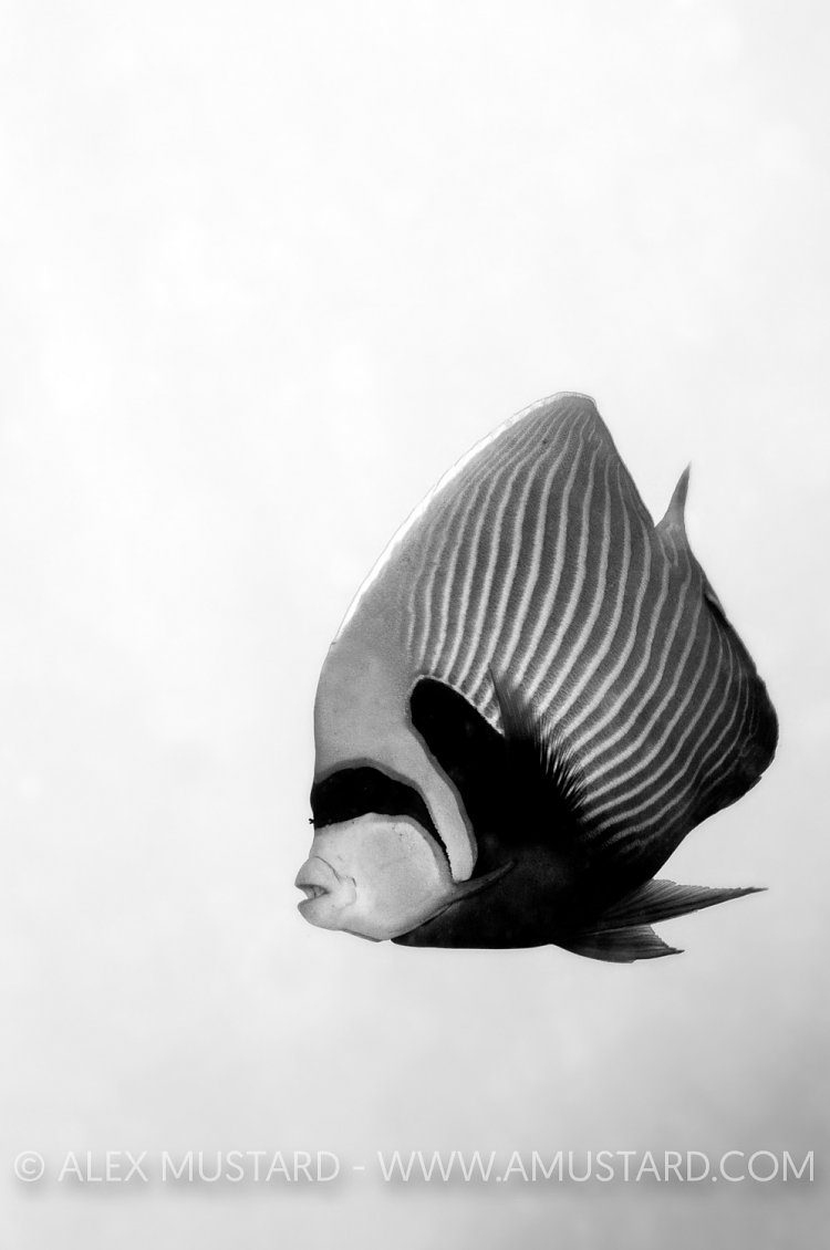 Emperor in Monochrome. Malaysia