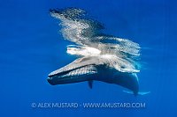 A blue whale (Balaenoptera musculus) swims beneath the surface of the ocean. The blue whale is the largest animal in the world, growing to 30 m in length. Indian Ocean, off Sri Lanka.
Photographed under permit from the Sri Lankan Department of Wildlife Conservation (http://www.dwc.gov.lk).