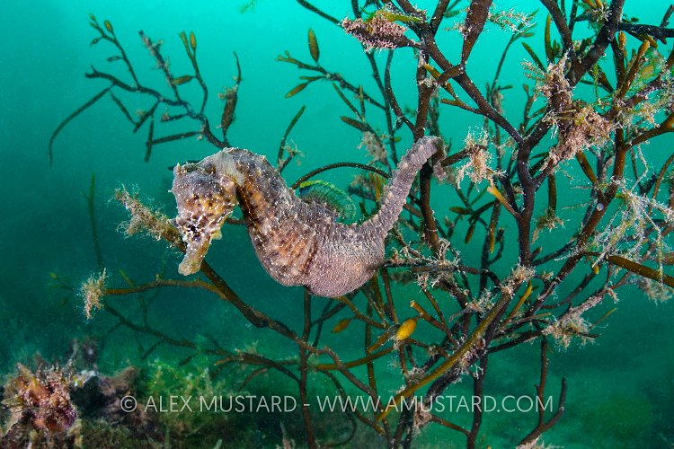 Portrait of a male short snouted seahorse (Hippocampus hippocampus) in sea oak seaweed (Halidrys siliquosa). Devon, England, United Kingdom. British Isles. English Channel. North East Atlantic Ocean.

Photographed under licence from Marine Management Organisation. MMO-0004/SciCon. Granted to Dr Alexander Mustard for seahorse photography in the UK. Both Hippocampus hippocampus and H. guttulatus are protected species in the UK under the 1981 Countryside Act.