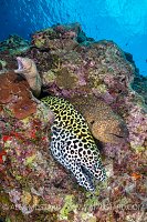 Morays On Reef. Maldives