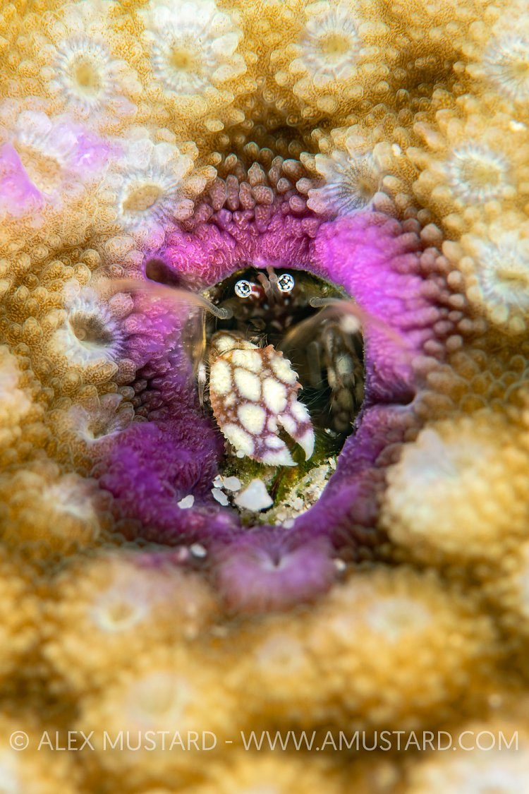 Coral Hermit Crab. Maldives