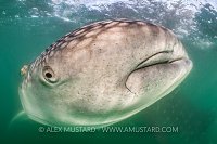 Whale Shark Portrait. Mexico