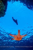 Pup Playing With Star. Mexico