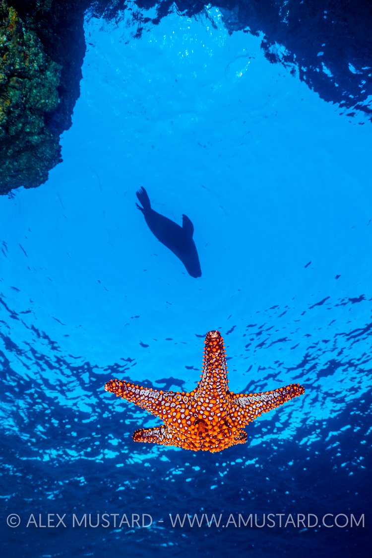 Pup Playing With Star. Mexico