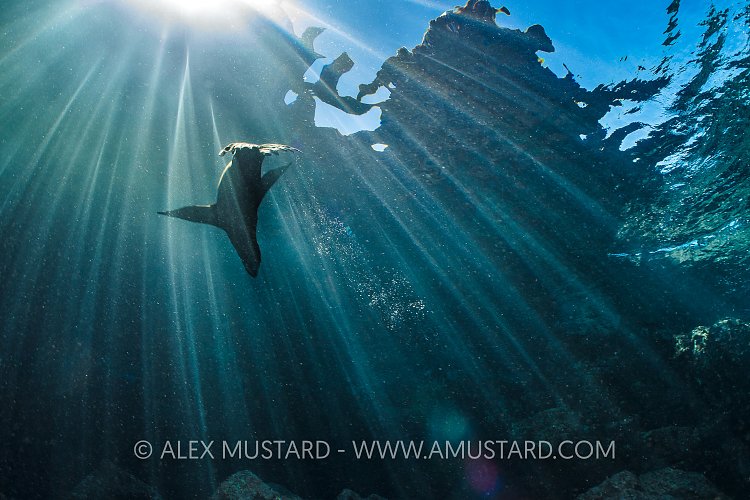 Sea Lion In Sun Beams. Mexico
