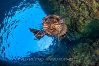 Sealion Portrait. Mexico