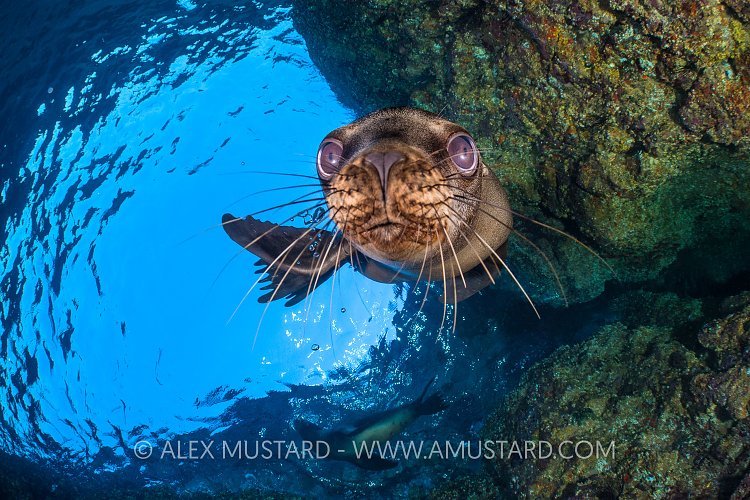 Sealion Portrait. Mexico