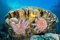 Crown Of Thorns Feeding. Mexico