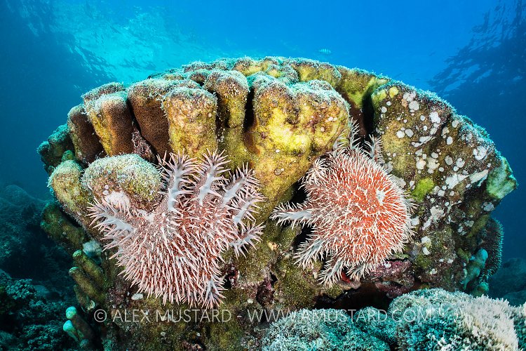 Crown Of Thorns Feeding. Mexico