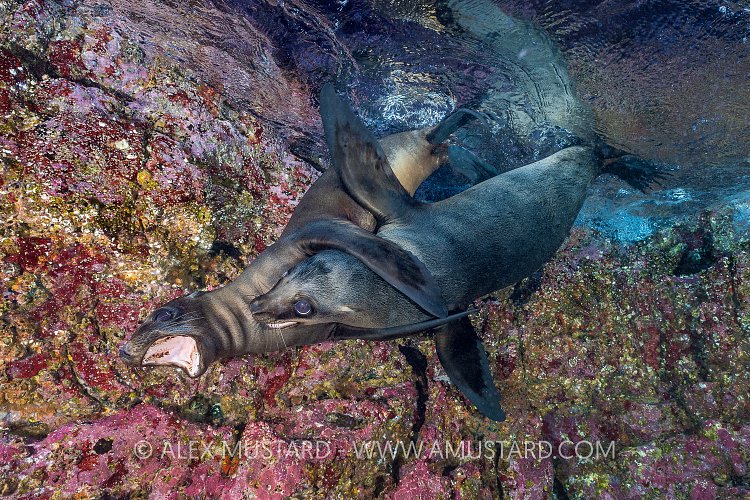 Sealions Playing. Mexico