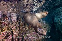 Sealions Playing. Mexico