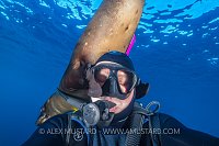 Sealions Playing With Diver. Mexico
