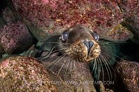 Sealion Portrait. Mexico