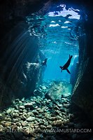Sealions Playing. Mexico