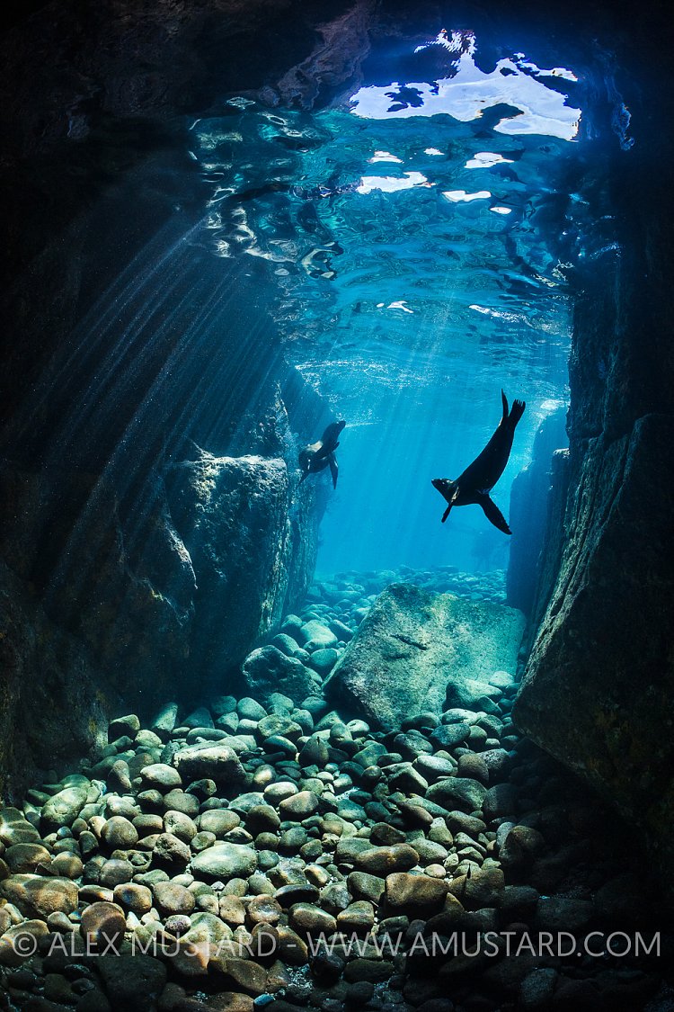 Sealions Playing. Mexico