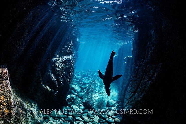 Sealion Silhouette, Mexico
