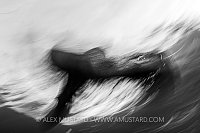 Sealion Movement. Mexico