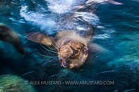 Sealion Portrait. Mexico