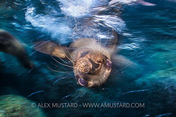 Sealion Portrait. Mexico