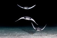 Mobulas At Night. Mexico