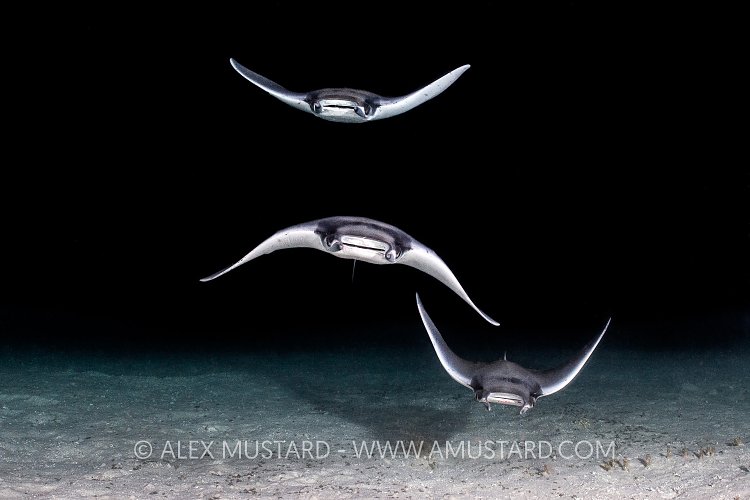 Mobulas At Night. Mexico