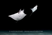 Mobulas At Night. Mexico