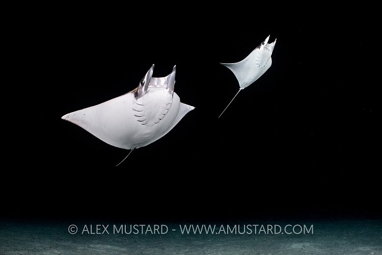 Mobulas At Night. Mexico