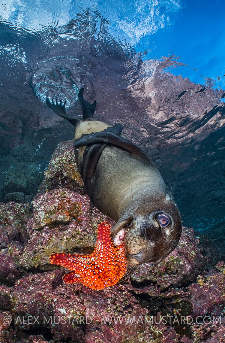 Pup Playing With Star. Mexico