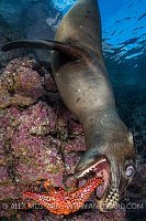Pup Playing With Star. Mexico