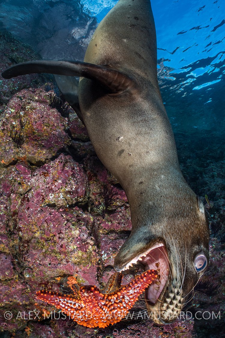 Pup Playing With Star. Mexico