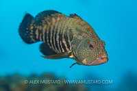 Grouper Portrait. Mexico
