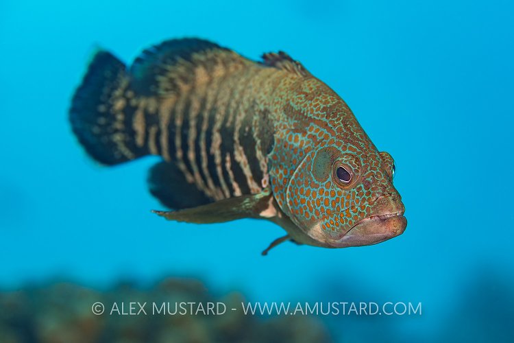 Grouper Portrait. Mexico