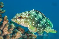 Grouper Portrait. Mexico