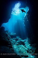 Sealion Silhouette, Mexico