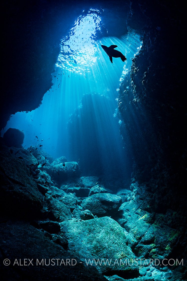 Sealion Silhouette, Mexico