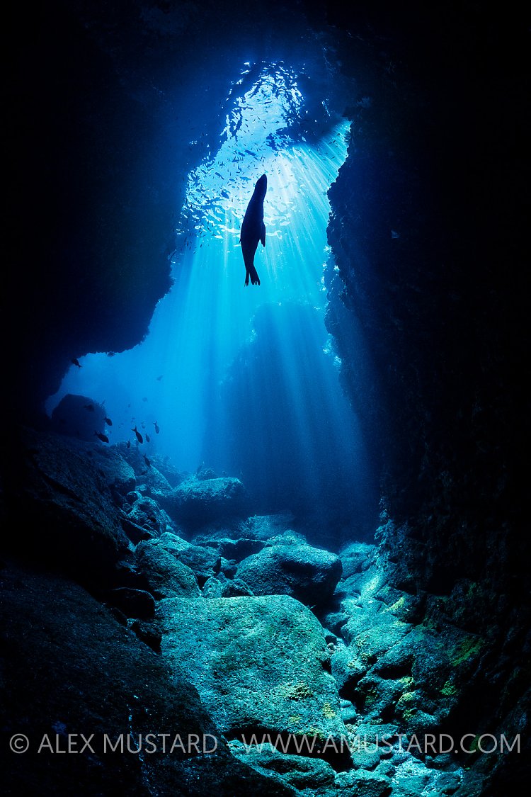 Sealion Silhouette, Mexico