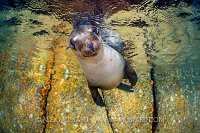 Pup Portrait. Mexico