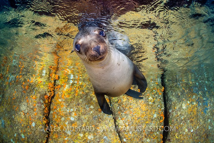 Pup Portrait. Mexico