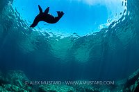 Bull At Surface. Mexico