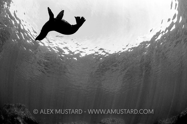 Bull At Surface. Mexico