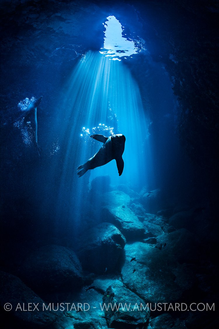 Sealion Silhouettes, Mexico