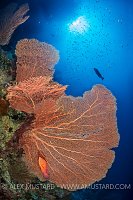 Seafan With Groupers, Indonesia