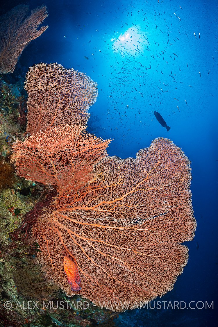 Seafan With Groupers, Indonesia