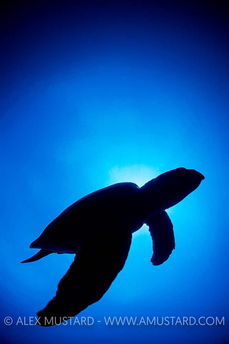 Turtle Silhouette, Indonesia